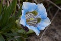 Gentiana acaulis large flowered native to Europe alpine flora