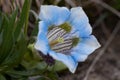 Gentiana acaulis large flowered native to Europe alpine flora