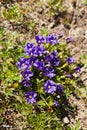 Gentiana acaulis stemless gentian Royalty Free Stock Photo