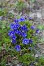 Gentiana acaulis stemless gentian Royalty Free Stock Photo