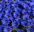 Gentiana alpina