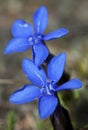 Gentiana alpina