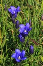 Gentiana alpina on alpine meadow Royalty Free Stock Photo