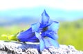 Gentiana alpina Royalty Free Stock Photo
