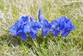 Gentiana alpina Royalty Free Stock Photo