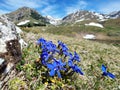 Gentiana - alpine flora. Beautiful intense blue flowers in the mountains.