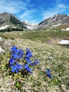 Gentiana - alpine flora. Beautiful intense blue flowers in the mountains.