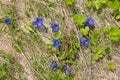 Gentiana, alpine flower in intense blue growing on the Alps Royalty Free Stock Photo