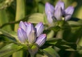 Gentiana Andrewsii, Bottle Gentian Flowers Closeup