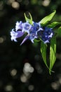 Gentiana asclepiadea