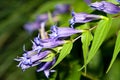 Gentiana asclepiadea Royalty Free Stock Photo