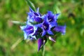 Gentiana asclepiadea blue mountain flower blooming, wild nature