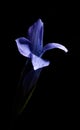 Gentiana barbata Royalty Free Stock Photo