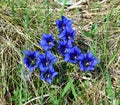 Gentiana flowers in alpine meadow