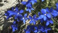 gentiana flowers growing in the swiss alps at zermatt