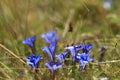 Gentiana Royalty Free Stock Photo