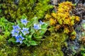 Gentiana hesseliana Hoss., The beautiful blue flowers are blooming on a high mountain with a moss