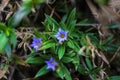 Gentiana hesseliana Hoss