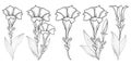 Vector set with outline Gentiana or trumpet Gentian flower, bud and leaf in black isolated on white background.