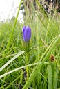 Gentiana pneumonanthe the marsh gentian. genus Gentiana. The species can be found in marshes and moorlands