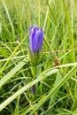 Gentiana pneumonanthe the marsh gentian. genus Gentiana. The species can be found in marshes and moorlands