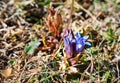 Gentiana septemfida mountain flower