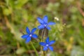 Gentiana utriculosa flowers in mountains close up Royalty Free Stock Photo