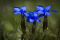 Gentiana verna flowers or spring gentian