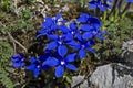 Gentiana Verna