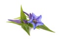 Gentiana willow gentian