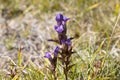 Gentianella campestris, Norway Royalty Free Stock Photo