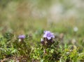 Gentianella germanica, summer Royalty Free Stock Photo