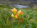 Gentianella hirculus is flower of paramo system. Royalty Free Stock Photo