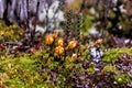 Gentianella hirculus is flower of paramo. Ecuador Royalty Free Stock Photo