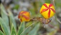 Gentianella hirculus flowers Royalty Free Stock Photo