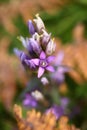 Gentianella praecox. Free nature of Czech. Autumn nature.