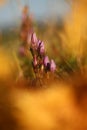 Gentianella praecox. Free nature of Czech. Autumn nature.