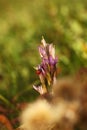 Gentianella praecox. Free nature of Czech. Autumn nature.