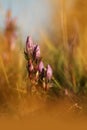 Gentianella praecox. Free nature of Czech. Autumn nature.