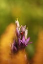 Gentianella praecox. Free nature of Czech. Autumn nature.