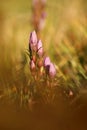 Gentianella praecox. Free nature of Czech. Autumn nature.