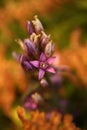 Gentianella praecox. Free nature of Czech. Autumn nature.