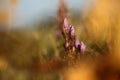 Gentianella praecox. Free nature of Czech. Autumn nature.