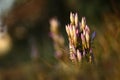 Gentianella praecox. Free nature of Czech. Autumn nature.