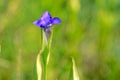 Gentianopsis barbata Royalty Free Stock Photo