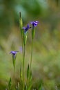 Gentianopsis barbata Royalty Free Stock Photo