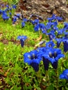 Gentians Royalty Free Stock Photo