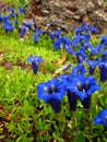 Gentians