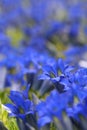 Gentians Royalty Free Stock Photo