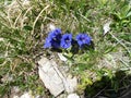 Gentians, enzian - beautiful natural flowers Royalty Free Stock Photo